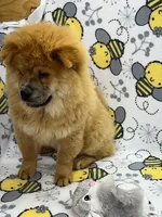 Ivy, a female Chow Chow for sale in Versailles, MO – 2 of 7