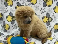 Lilly, a female Chow Chow for sale in Versailles, MO – 3 of 6