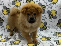 Ivy, a female Chow Chow for sale in Versailles, MO – 6 of 7