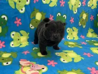 Skye, a female Chow Chow for sale in Versailles, MO – 2 of 5