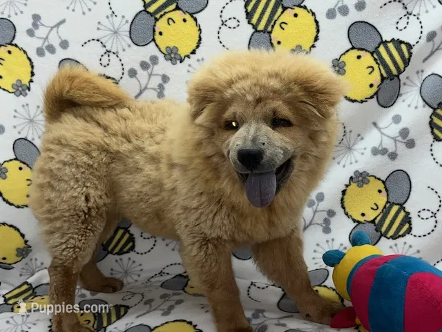 Lilly – Chow Chow puppy for sale in Versailles, MO