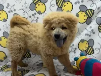 Lilly, a female Chow Chow for sale in Versailles, MO – 1 of 6