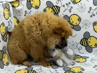 Ivy, a female Chow Chow for sale in Versailles, MO – 4 of 7