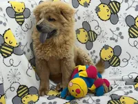 Lilly, a female Chow Chow for sale in Versailles, MO – 5 of 6