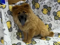 Tessa, a female Chow Chow for sale in Versailles, MO – 2 of 7