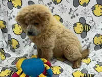 Lilly, a female Chow Chow for sale in Versailles, MO – 4 of 6