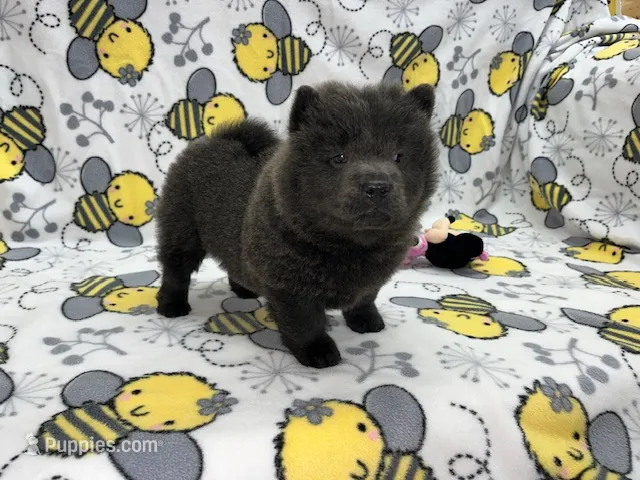 Skye – Chow Chow puppy for sale in Versailles, MO