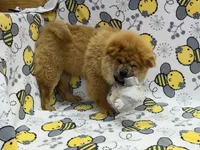 Ivy, a female Chow Chow for sale in Versailles, MO – 3 of 7