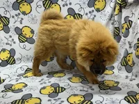 Tessa, a female Chow Chow for sale in Versailles, MO – 7 of 7