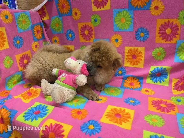 Ivy – Chow Chow puppy for sale in Versailles, MO