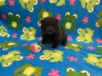 Skye, a female Chow Chow for sale in Versailles, MO – 5 of 5
