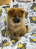 Tessa, a female Chow Chow for sale in Versailles, MO – 4 of 7