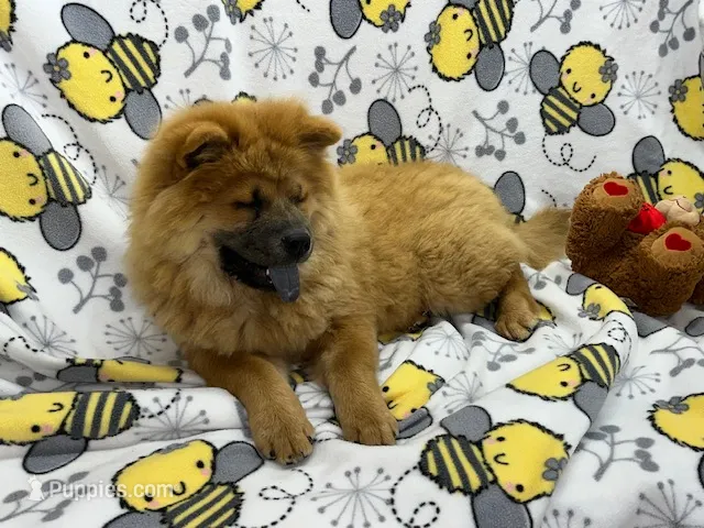 Tessa – Chow Chow puppy for sale in Versailles, MO