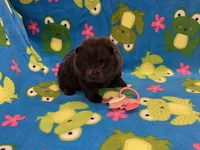 Skye, a female Chow Chow for sale in Versailles, MO – 4 of 5