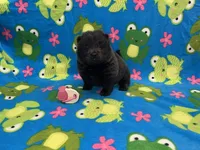 Skye, a female Chow Chow for sale in Versailles, MO – 3 of 5