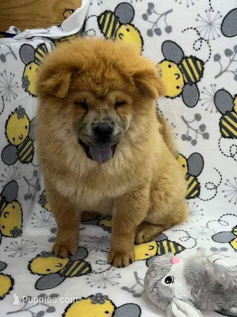 Ivy – Chow Chow puppy for sale in Versailles, MO