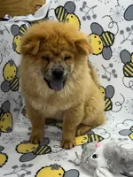 Ivy, a female Chow Chow for sale in Versailles, MO – 1 of 7