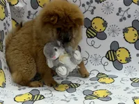Ivy, a female Chow Chow for sale in Versailles, MO – 5 of 7