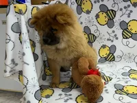 Tessa, a female Chow Chow for sale in Versailles, MO – 6 of 7