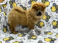 Ivy, a female Chow Chow for sale in Versailles, MO – 7 of 7