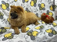 Tessa, a female Chow Chow for sale in Versailles, MO – 5 of 7