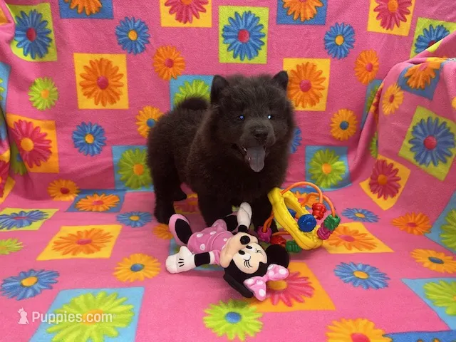 Skye – Chow Chow puppy for sale in Versailles, MO
