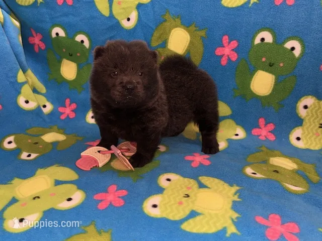 Skye – Chow Chow puppy for sale in Versailles, MO