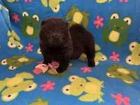 Skye, a female Chow Chow for sale in Versailles, MO – 1 of 5