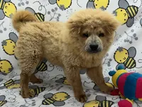 Lilly, a female Chow Chow for sale in Versailles, MO – 2 of 6