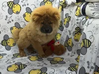 Tessa, a female Chow Chow for sale in Versailles, MO – 3 of 7