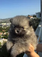 Misty, a female Pomeranian for sale in Los Angeles, CA – 2 of 7