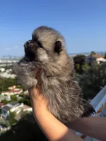 Misty, a female Pomeranian for sale in Los Angeles, CA – 4 of 7