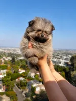 Leo, a male Pomeranian for sale in Los Angeles, CA – 2 of 6