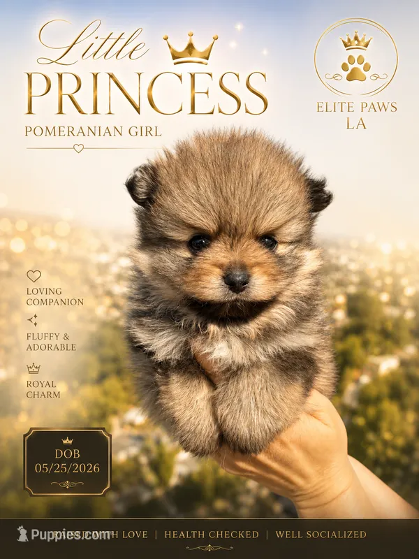 Cleo – Pomeranian puppy for sale in Los Angeles, CA