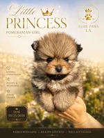 Cleo, a female Pomeranian for sale in Los Angeles, CA – 1 of 5