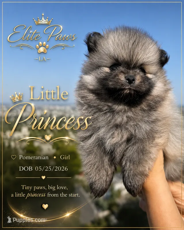 Misty – Pomeranian puppy for sale in Los Angeles, CA