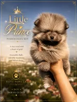 Leo, a male Pomeranian for sale in Los Angeles, CA – 1 of 6