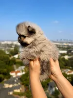 Leo, a male Pomeranian for sale in Los Angeles, CA – 3 of 6