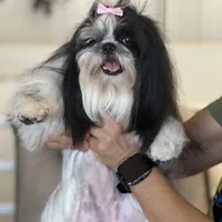 AKC CHAMPION BLOOLINE 🥰 Ellie, a female Shih Tzu for sale in Los Angeles, CA – Photo 2 of 5