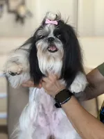 AKC CHAMPION BLOOLINE 🥰 Ellie, a female Shih Tzu for sale in Los Angeles, CA – Photo 2 of 5