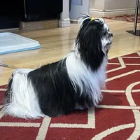 AKC CHAMPION BLOOLINE 🥰 Ellie, a female Shih Tzu for sale in Los Angeles, CA – Photo 3 of 5