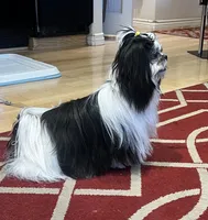 AKC CHAMPION BLOOLINE 🥰 Ellie, a female Shih Tzu for sale in Los Angeles, CA – Photo 3 of 5