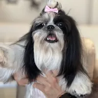 AKC CHAMPION BLOOLINE 🥰 Ellie, a female Shih Tzu for sale in Los Angeles, CA – Photo 1 of 5