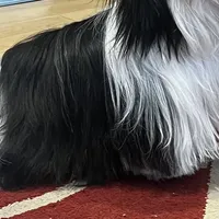 AKC CHAMPION BLOOLINE 🥰 Ellie, a female Shih Tzu for sale in Los Angeles, CA – Photo 4 of 5