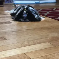 AKC CHAMPION BLOOLINE 🥰 Ellie, a female Shih Tzu for sale in Los Angeles, CA – Photo 5 of 5