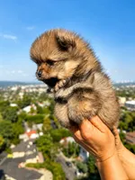 Cleo, a female Pomeranian for sale in Los Angeles, CA – 3 of 5