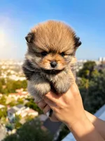 Cleo, a female Pomeranian for sale in Los Angeles, CA – 4 of 5