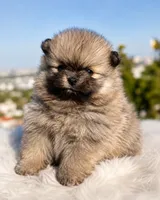 Leo, a male Pomeranian for sale in Los Angeles, CA – 4 of 6