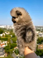 Leo, a male Pomeranian for sale in Los Angeles, CA – 6 of 6