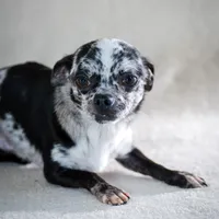 Cesar, a male Chihuahua for sale in Los Angeles, CA – Photo 2 of 3